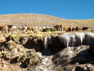 Llamas in the mountains
