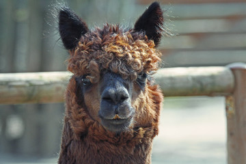 portrait of lama with orange and brown fur