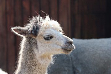 Obraz premium portrait of grey alpaca looking sideways