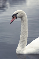 portrait of elegant swan swimming in water