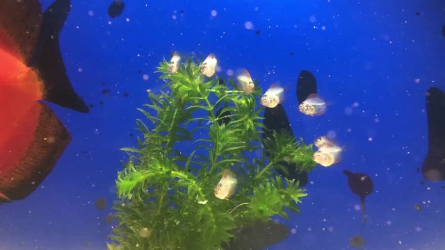 4 Wochen alte Diskusfische