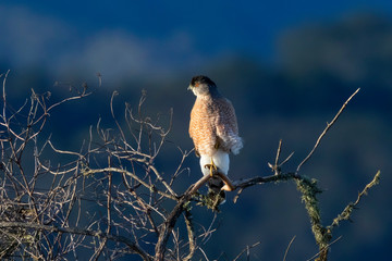 Bird of prey hunting along California lake shore