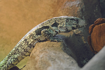 white and green lizard