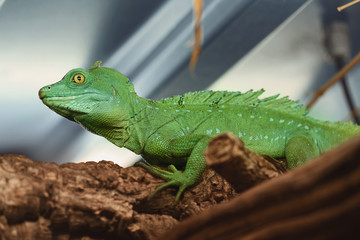 green reptile sitting on branch