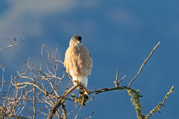 Bird of prey hunting along California lake shore
