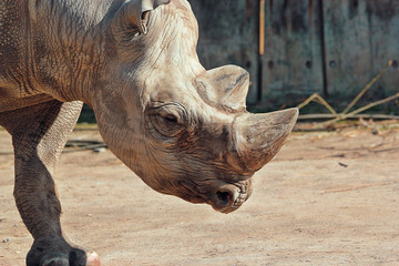 Obraz premium portrait of a wrinkled rhino