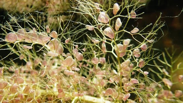 Close-up view of bladderwort carnivorous aquatic plant with bladder-like traps