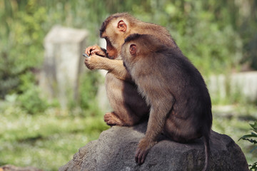 curious monkeys inspecting a metal object
