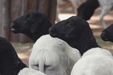 black and white sheeps looking sideways