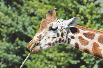 hungry giraffe eating a wooden stick