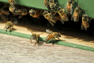 Obraz premium many bees coming out of a wooden shaft