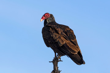 Vulture on a tree top perch