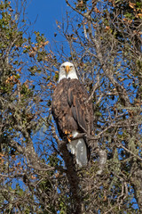 Bald eagle hunting from lake shore perch