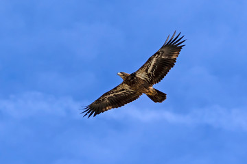 Bald eagle juvenile flying high above
