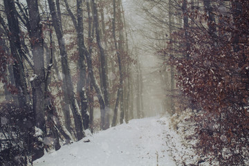 Saarland im Winter - Verschneiter Waldweg