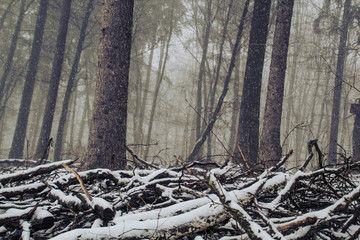 Saarland im Winter - Blick in den verschneiten Wald