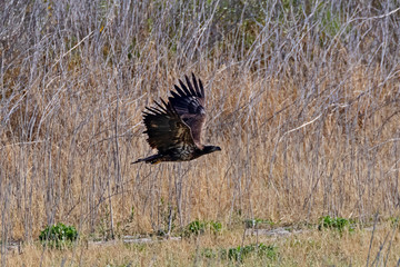 Bird juvenile bald eagle flying along shore