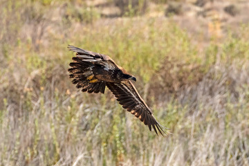 Bird juvenile bald eagle flying along California lake shore