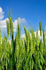 Obraz premium Young ears of wheat grow in the field. Harvest cereals in agriculture.