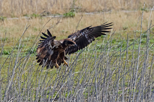 Bald eagle juvenile aerial attack