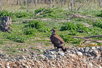 Bird juvenile bald eagle on lake shore