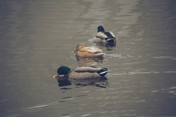 Saarland im Winter - Enten im Weiher / Teich