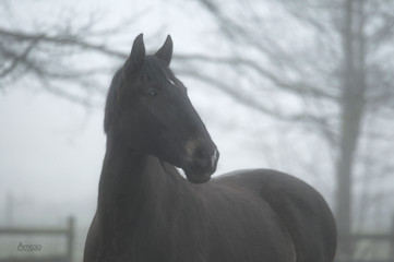 horse in the fog