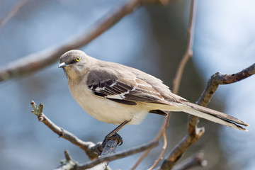 Mocking Bird
