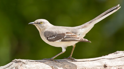 Mocking Bird