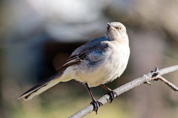 Mocking Bird