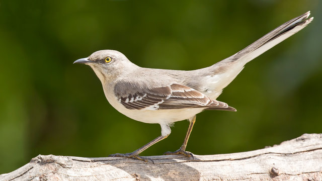 Mocking Bird