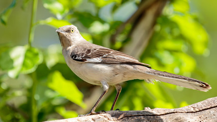 Mocking Bird
