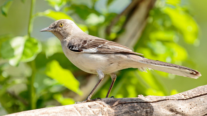 Mocking Bird