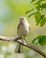 Mocking Bird