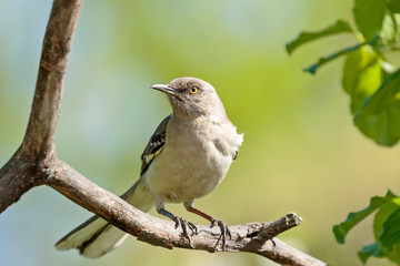 Mocking Bird