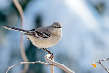 Mocking Bird