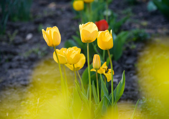 yellow tulips flowers