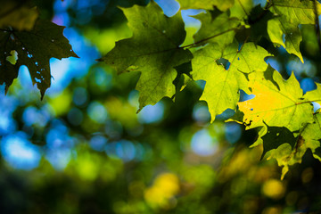 Green Leaves from Below