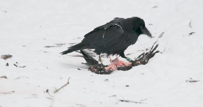 Kr&auml;he im Schnee frisst anderen Vogel 4k DCI 50p