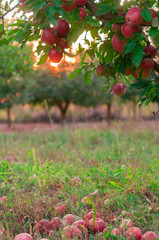 Apple on trees in fruit garden on sunset