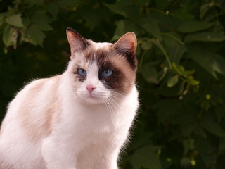 Naklejka na ściany i meble Blue-eyed cat
