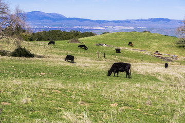 Cows grazing on a verdant pasture, Mt Diablo and Livermore in the background, east San Francisco bay, California