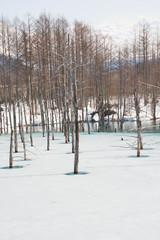 雪が溶け始めた湖　美瑛町
