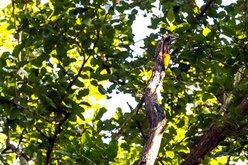 Black-rumped flameback (Dinopium benghalense), also known as the lesser golden-backed woodpecker or lesser goldenback in Jim Corbett National Park, India