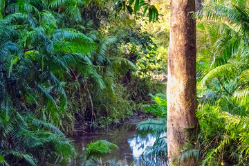 Indian jungle - Jim Corbett National Park, India