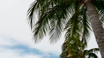 View looking up at tropical palm fronds waving in island trade winds against sky with clouds and patches of blue