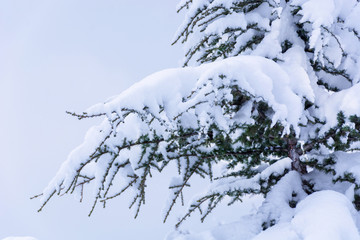 Fir tree covered with snow in nature on cold winter day. Winter idyll and cold weather concept. Close up, selective focus