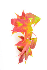 Colorful Leaves of Sweetgum Tree in Autumn