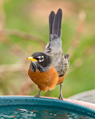Robin