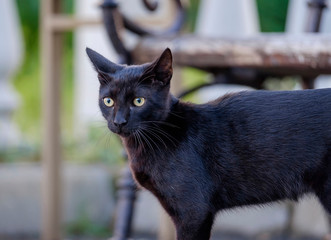 Portrait of a beautiful black cat 1